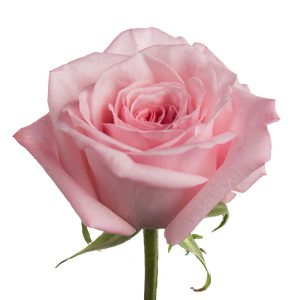 Pink O´hara