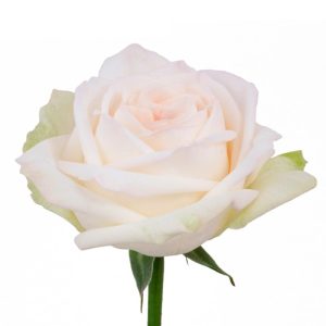 White O´hara