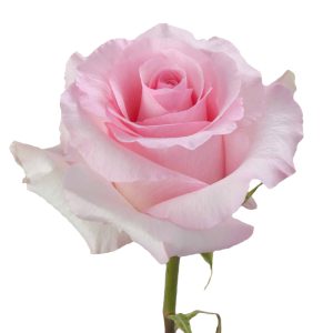Christa