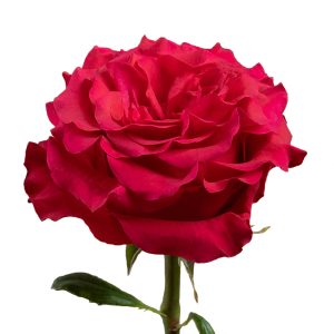 Exotix Berry